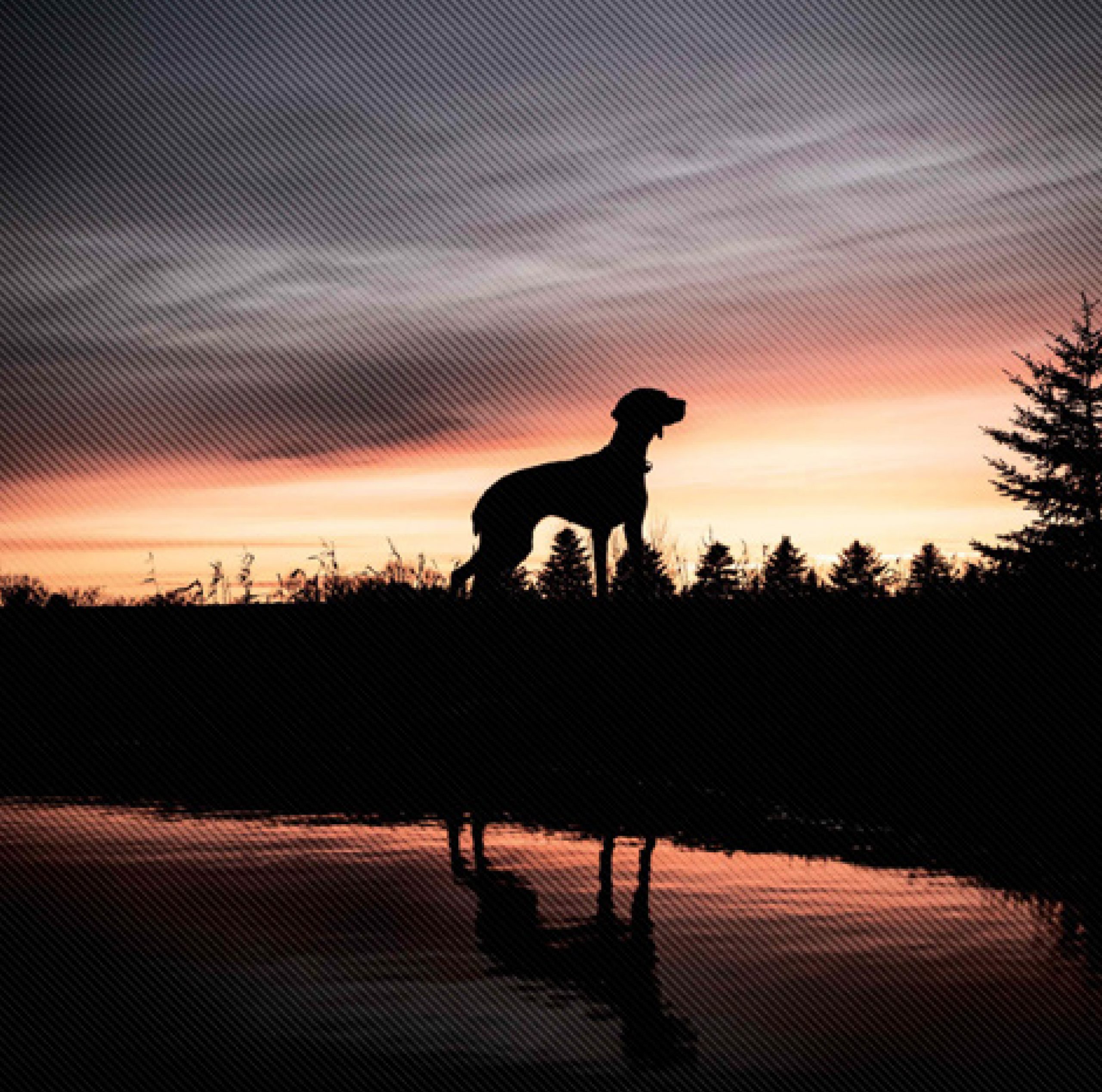 pointer dog in sunset for flaming pointer design